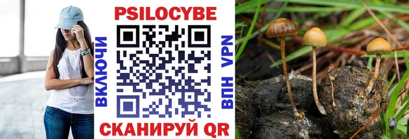 Псилоцибиновые грибы Psilocybe  Красный Кут 